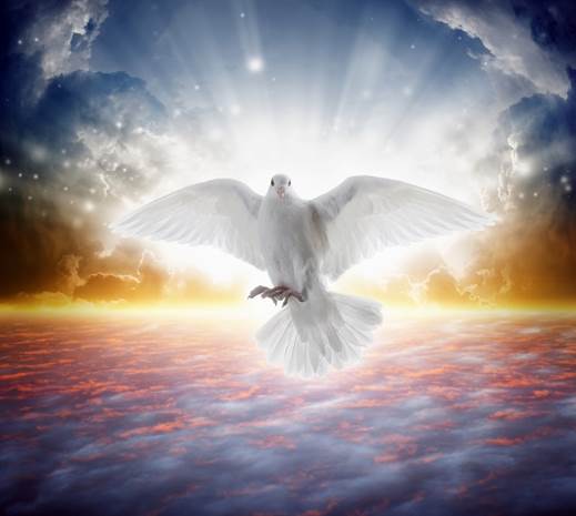 Imagen de una paloma blanca en vuelo contra expansiones celestiales simboliza al Espíritu Santo, un de los Dos Testigos de Apocalipsis.