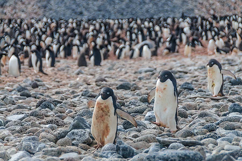 Foto de tres penguinos que andan separados de una manada grande de penguinos, ilustración para la organización de una congregación de la iglesia de Cristo.