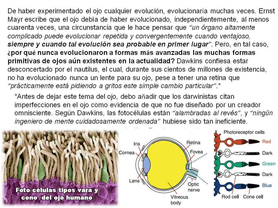 Esta imagen (diapositiva), con la fotografía de foto células del ojo humano y una esquema del ojo con sus células receptores, es la décima para Mutaciones grandes y pequeñas, del Capítulo Tres del libro Darwin en el estrado.