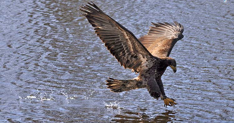 This spectacular photograph of a bald eagle with wings spread upwards, claws barely touching water, illustrates Index I of subjects in Peace Publishers, a works of churches of Christ, in editoriallapaz.org