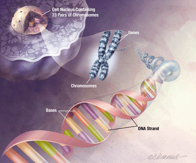 Esta gráfica en la que aparece el espiral de ADN, en el que se encuentra el código genético, ilustra el estudio Por qué las similitudes genéticas no prueban la Teoría de la Evolución.