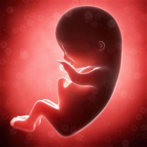 El feto humano a las doce semanas desde la concepción.