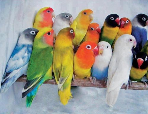 En esta fotografía, se destacan mutaciones en los colores de aves, ilustración para Mutaciones grandes y pequeñas, Parte 1 del Capítulo Tres del libro Darwin en el estrado, por Phillip Johnson.