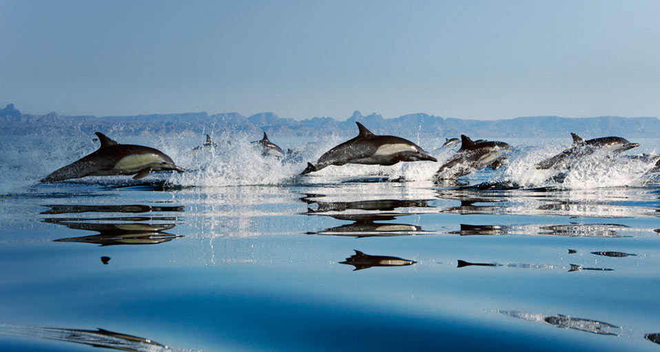 Delfines saltan al unísono, comportamiento que ilustra unidad y aspectos del sermón Respeto