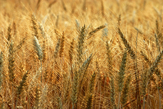 En esta fotografía mucha cizaña se ve creciendo en un campo de trigo, claramente diferenciándose la cizaña del trigo, ilustración para el estudio sobre la parabola del trigo y la cizaña.