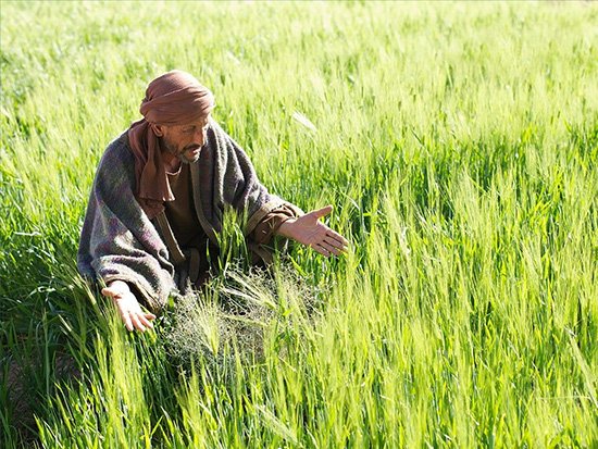 Fotografía de varón parado en un campo de trigo, con cizaña creciendo entre el trigo, ilustración para el estudio sobre El trigo y la cizaña.