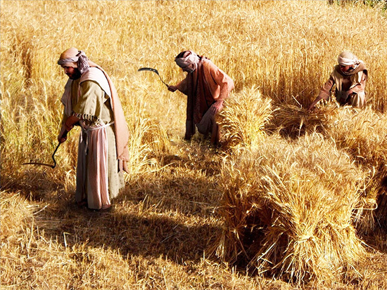 Tres varones siegan un campo de trigo, atando las espigas en manojos. Los manojos de cizaña serían quemados. Ilustración para el estudio de la parábola del trigo y la cizaña en editoriallapaz.