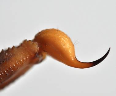 Fotografía del aguijón de un escorpión, ilustración para langostas sobre la tierra de la Quinta Trompeta de Apocalipsis.