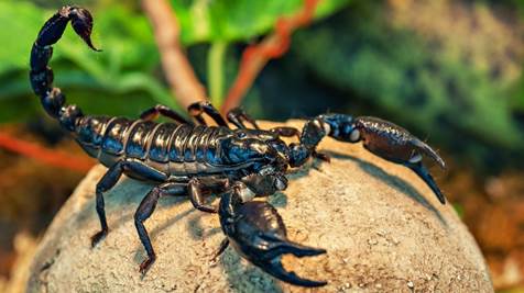 Fotografía de un escorpión negro sobre una fruta, ilustración para la Quinta