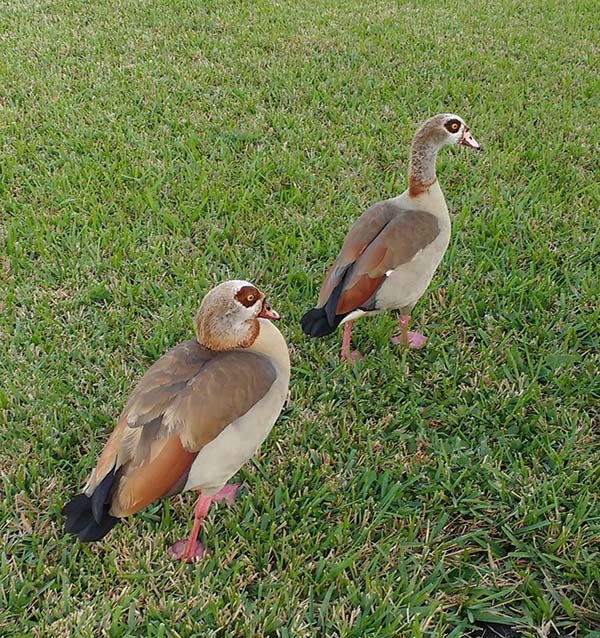 A pair of Egyptian geese.
