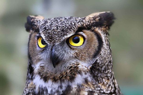 picture of a serious, intelligent looking owl illustrates the subject Did you know... Do you understand?, in editoriallapaz, events, facts and truths not commonly known by most people.