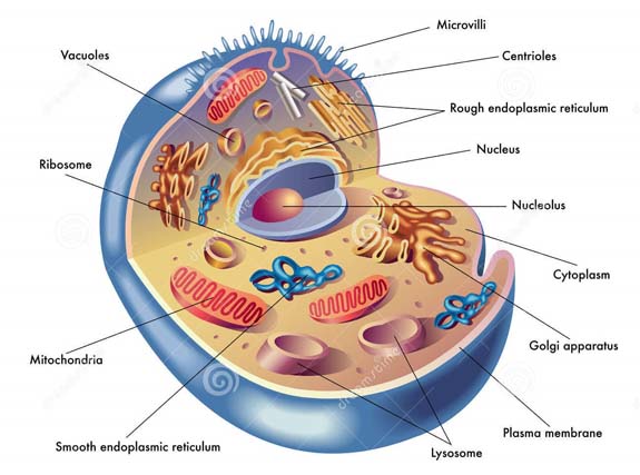 Esta gráfica de la estructura de una célula humana solo muestra las partes principales, siendo complicadísimos la estructura y el funcionamiento de cada una, ilustración para ¡Viaje increíble por el cuerpo humano, en editoriallapaz.