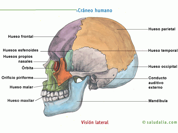 Los ocho huesos del cráneo humano se identifican en esta gráfica, ilustración para el mensaje Mente sana y fuerte, corazón sumiso, en editoriallapaz.org.