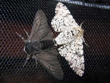 Fotografía de una mariposa nocturna negra y una mariposa nocturna salpicada de blanco y negro pertenecen a la misma especie, pues pueden procrear. 