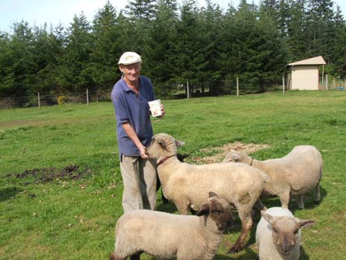 En esta fotografía, un pastor alimenta a sus ovejas.