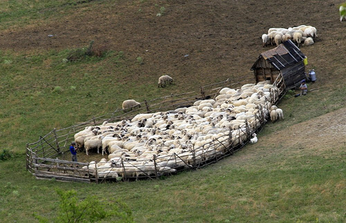 Esta fotografía de un redil con ovejas ilustra el tema ¡Estas ovejas son nuestras!, en editoriallapaz.