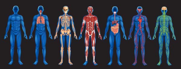 Algunos de los Doce sistemas del cuerpo humano físico se ilustran en esta gráfica.