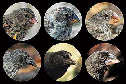 Esta collage de imágenes de piñones con distintos rasgos ilustra Darwin en el estrado, Capítulo Dos, la sección La selección natural como hipótesis científica, en editoriallapaz.